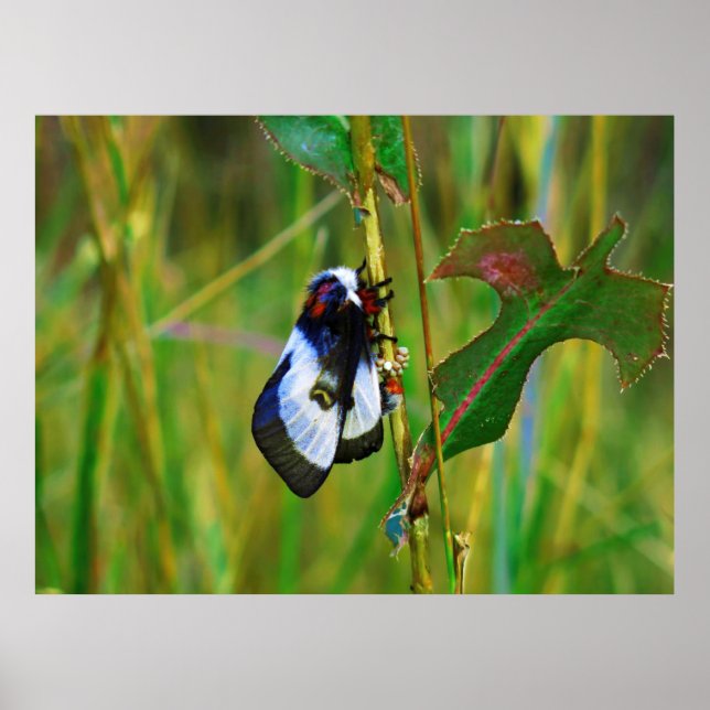 Poster Ovos de Moth Lay (Frente)