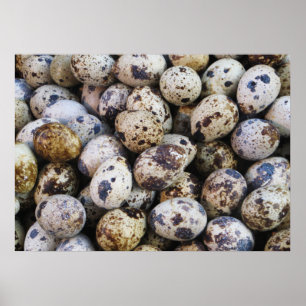 Póster Ovos de Quail