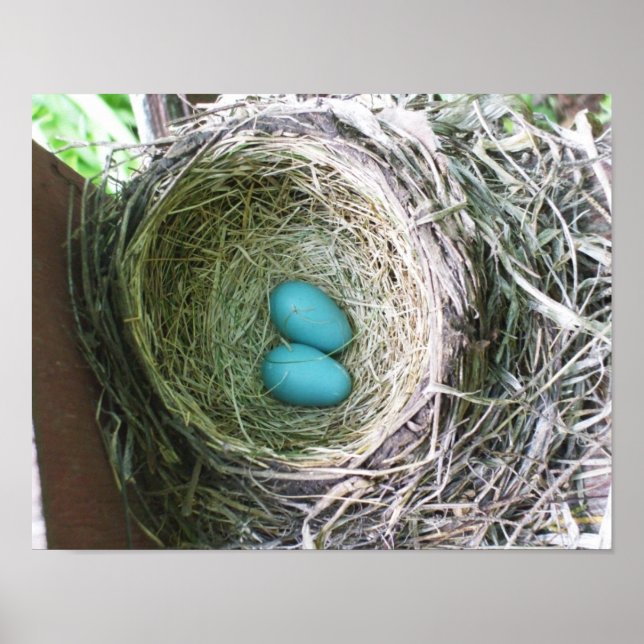 Poster Ovos de Robin bonito (Frente)