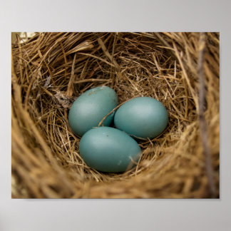 Poster Ovos de robins