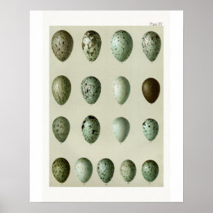 Poster Ovos dos pássaros