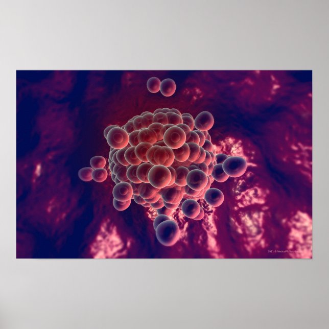 Póster Ovos num óvulo (Frente)