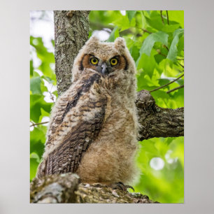 Poster Owlet