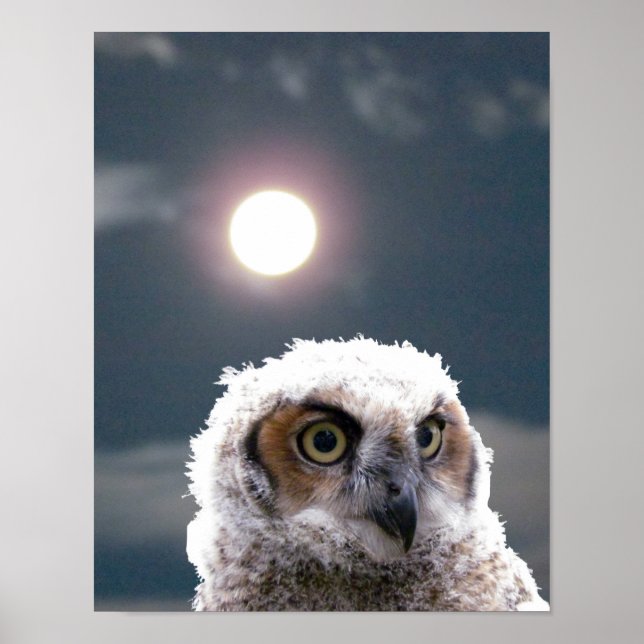 Poster - Owlet in Moonlight (Frente)