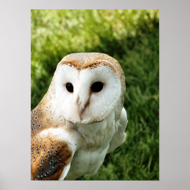 POSTER OWLS (Frente)