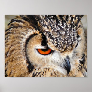 POSTER OWLS