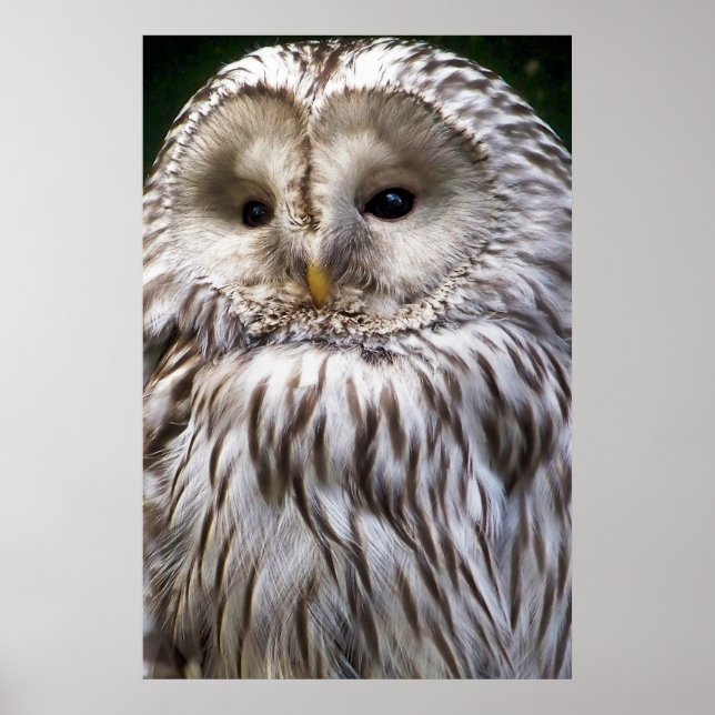 PÓSTER OWLS (Frente)