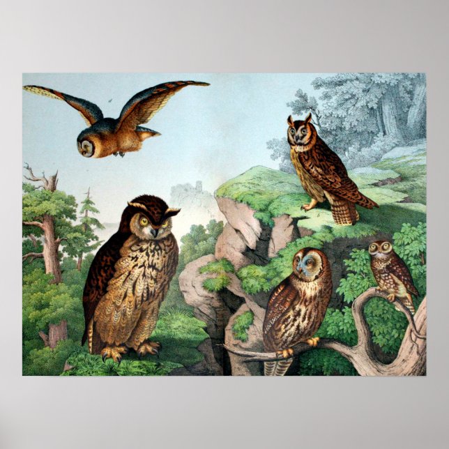 Poster Owls Vintage (Frente)