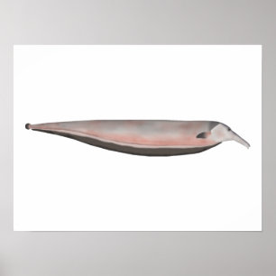 Poster Oxyrhynchus Peixe-Fantasma-Fantasma