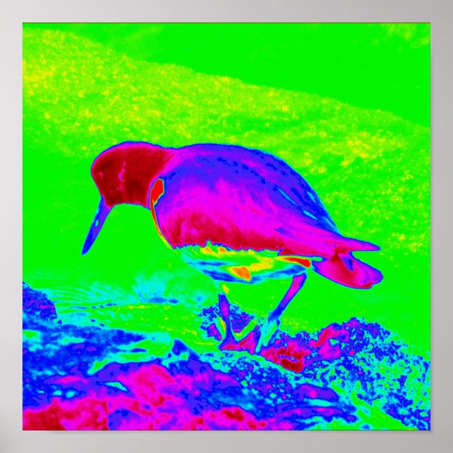Poster Oyster Catcher (Frente)