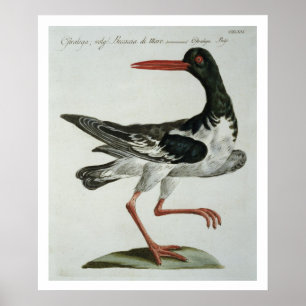 Póster Oyster Catcher, c.1767-76 (gravura manuscrita)