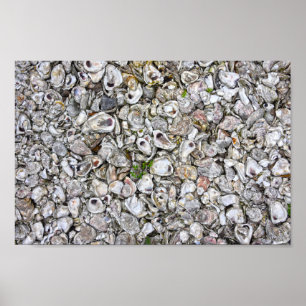 Poster Oyster Shells, Apalachicola, Flórida