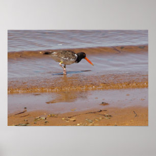 Póster Oystercatcher na praia da ilha Chappaquiddick