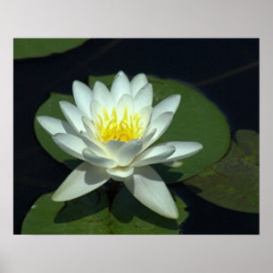 PÓSTER P1100646.RAW, "FLOR DE LOTUS BRANCO "