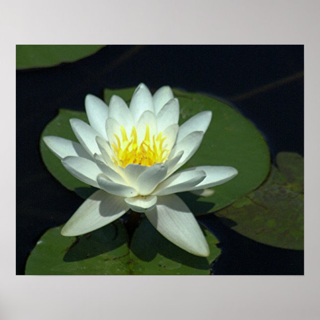 PÓSTER P1100646.RAW, "WHITE LOTUS BLOSSOM" (Frente)