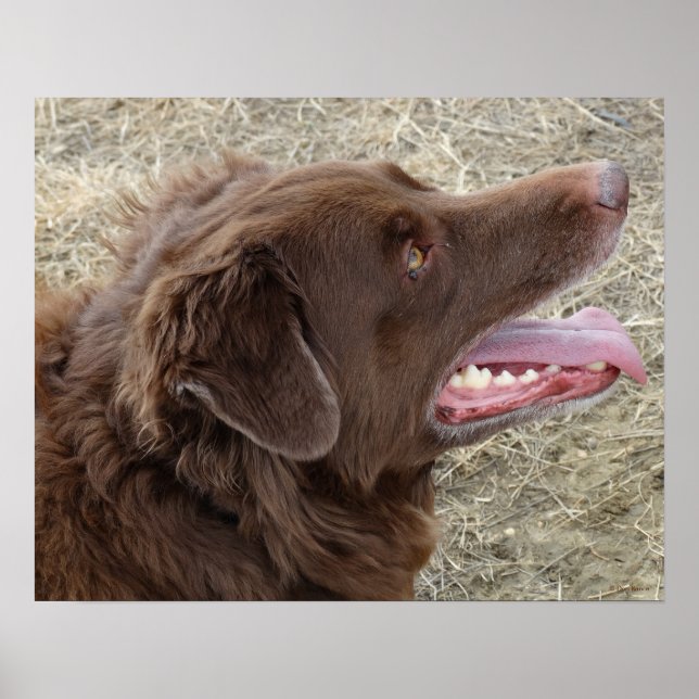 Póster P4 Flatlandersam (Frente)