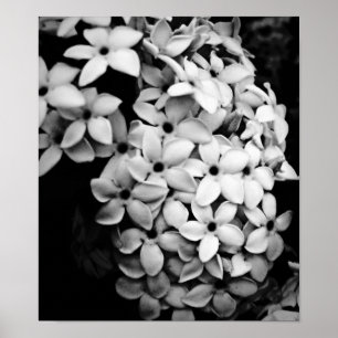 POSTER P&B