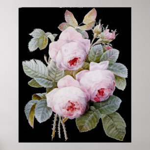 Póster P.J. Buquê cor-de-rosa de Redoute Bourbon no pret