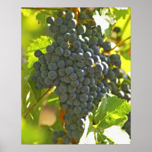 Poster Pá de uva Cabernet Sauvignon no Chateau