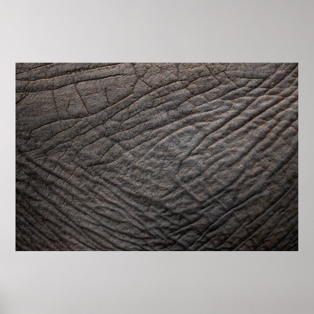 Poster Pachyderm de textura de pele elefante (Frente)