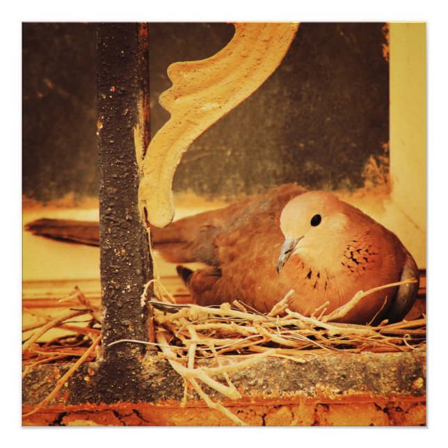 Póster Paciência (Frente)