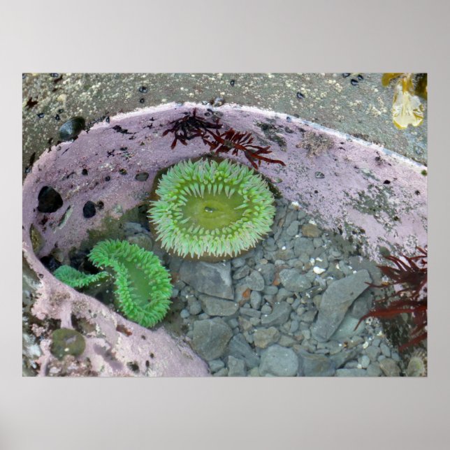 Poster Pacific Northwest Tidepool with Green Anenomes (Frente)