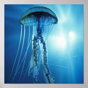Póster Pacífico_Oceano_Água-viva