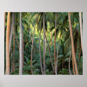 Póster Pacífico Sul, Polinésia Francesa, Bora Bora.