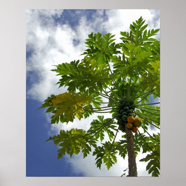 Póster Pacífico Sul, Polinésia Francesa, Moorea. 2 (Frente)