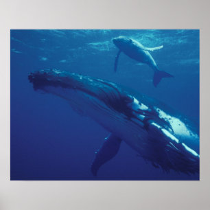 Póster Pacífico Sul, Tonga. baleia-jubarte e filhote