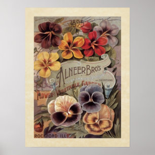 Poster Pacote Assorted vintage da semente dos Pansies