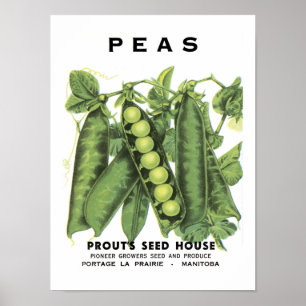 Poster Pacote da semente do vintage das ervilhas