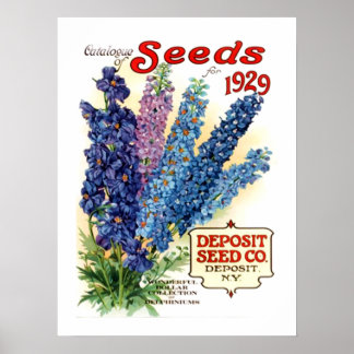 Poster Pacote de Semente de Delfinírios Assortados por Vi