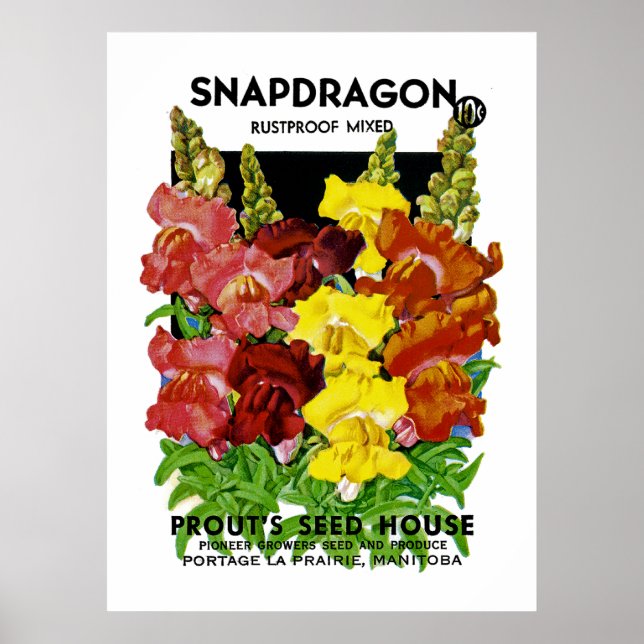 Poster Pacote de Semente Vintage do Snapdragon (Frente)