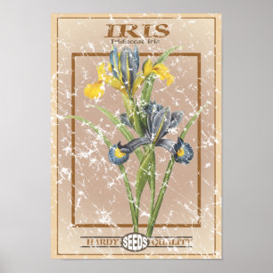 Poster Pacote semente Iris - em aflição