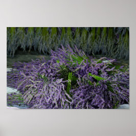 Poster Pacotes de lavanda