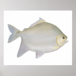 Poster Pacu Murutinga