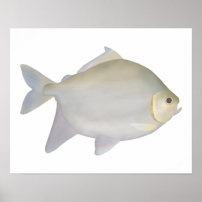 Poster Pacu Murutinga (Frente)