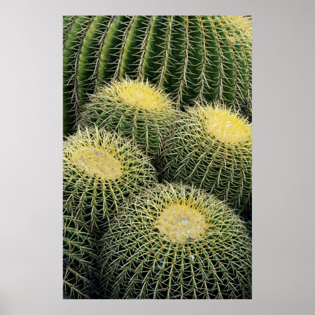 Poster Padrão de Cacto (Frente)