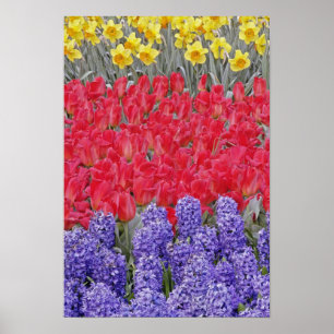 Poster Padrão de hiacinth, tulipas e daffodils,