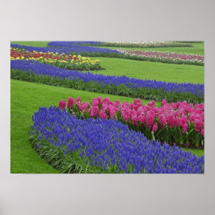 Póster Padrão de Jacinto-de-musgo, tulipas, e