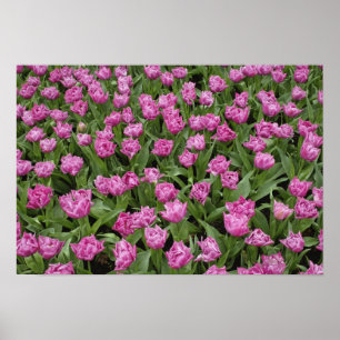 Póster Padrão de jardim de tulipas, Jardins Keukenhof,