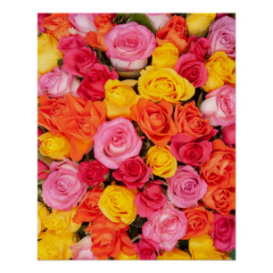 Póster Padrão de Rosas Coloridas Florais Fundo