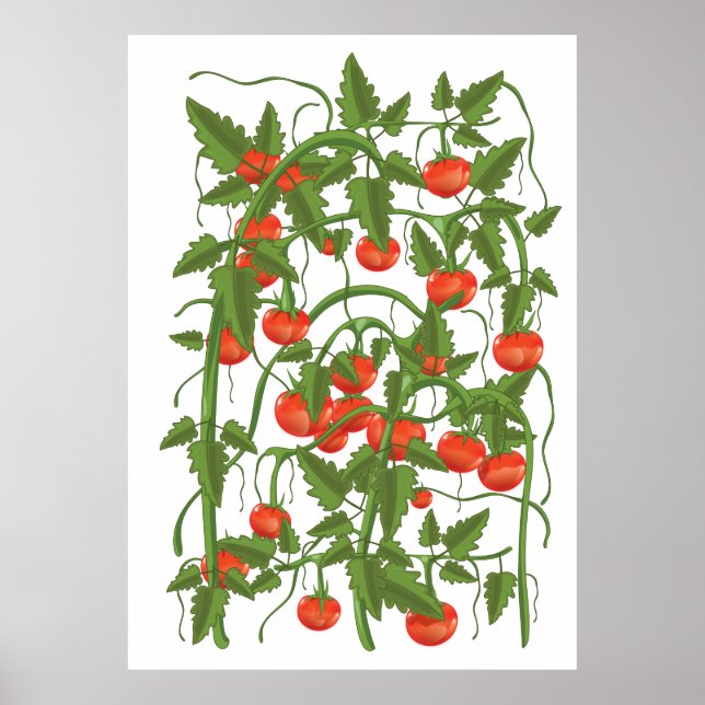 Poster Padrão de Tomates (Frente)