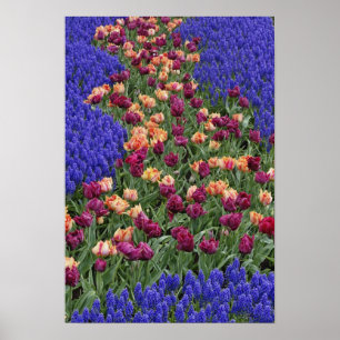Póster Padrão de tulipas e flores de Jacinto de Uva,