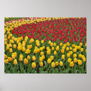 Poster Padrão de tulipas, Jardins de Keukenhof, 2