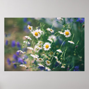 Poster Padrão floral de verão em prado verde com azul e