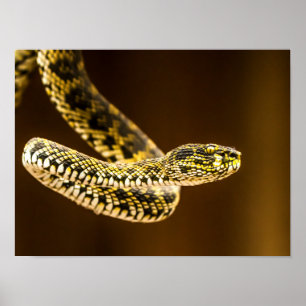 Poster Padrão Marcante de Cobra Víbora Amarela e Preta
