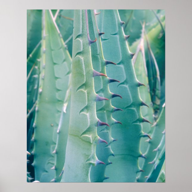 Poster Padrões de uma planta de Agave (Frente)