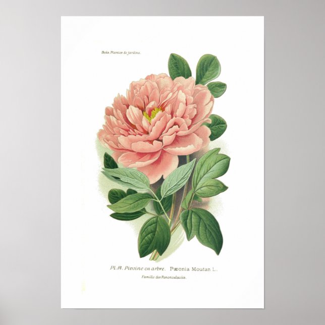 Poster Paeonia moutan (Peony) (Frente)